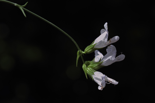 Amanos Mountain Sage (Salvia aramiensis)