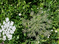 Daucus carota image