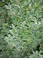 Buxus