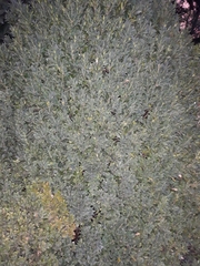 Buxus