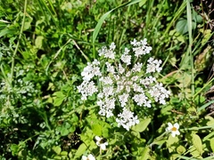 Daucus carota image