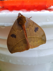 Automeris moloneyi