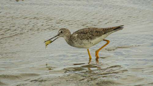 Archibebe patigualdo grande (Tringa melanoleuca)