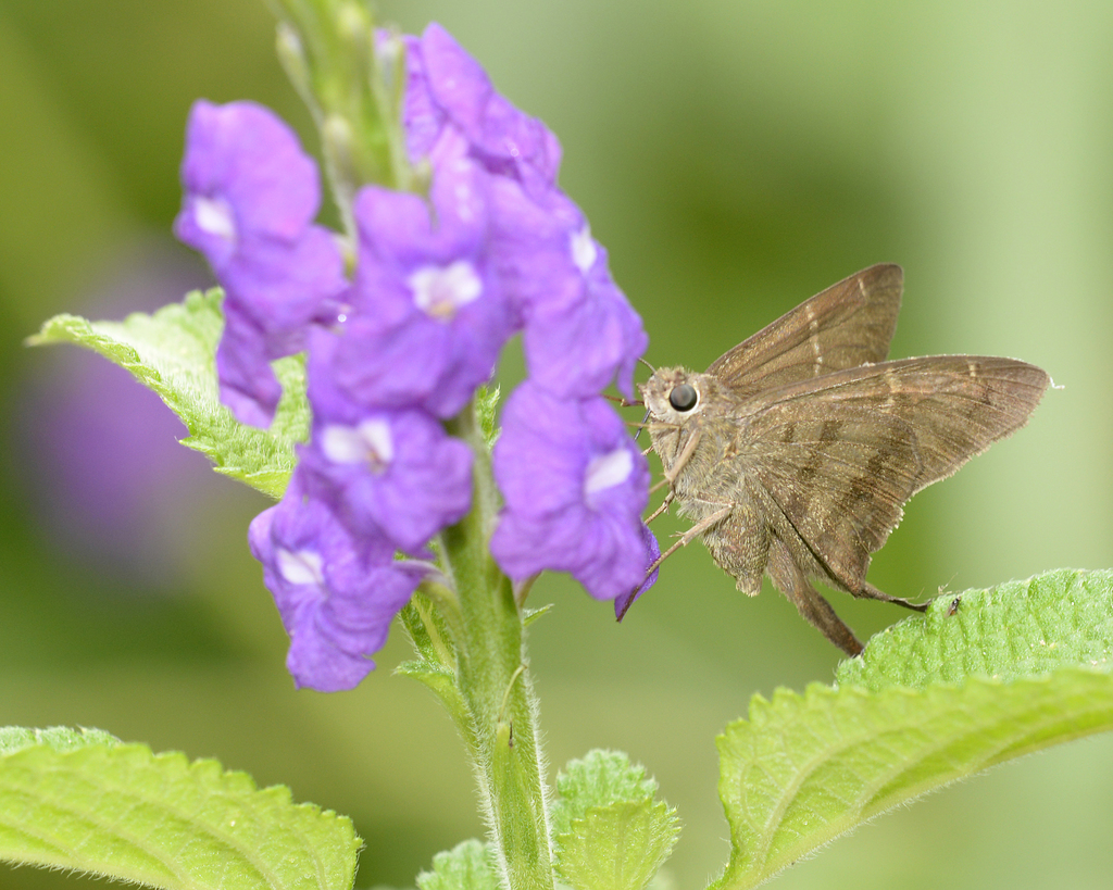 Plain Longtail