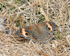 Junonia zonalis