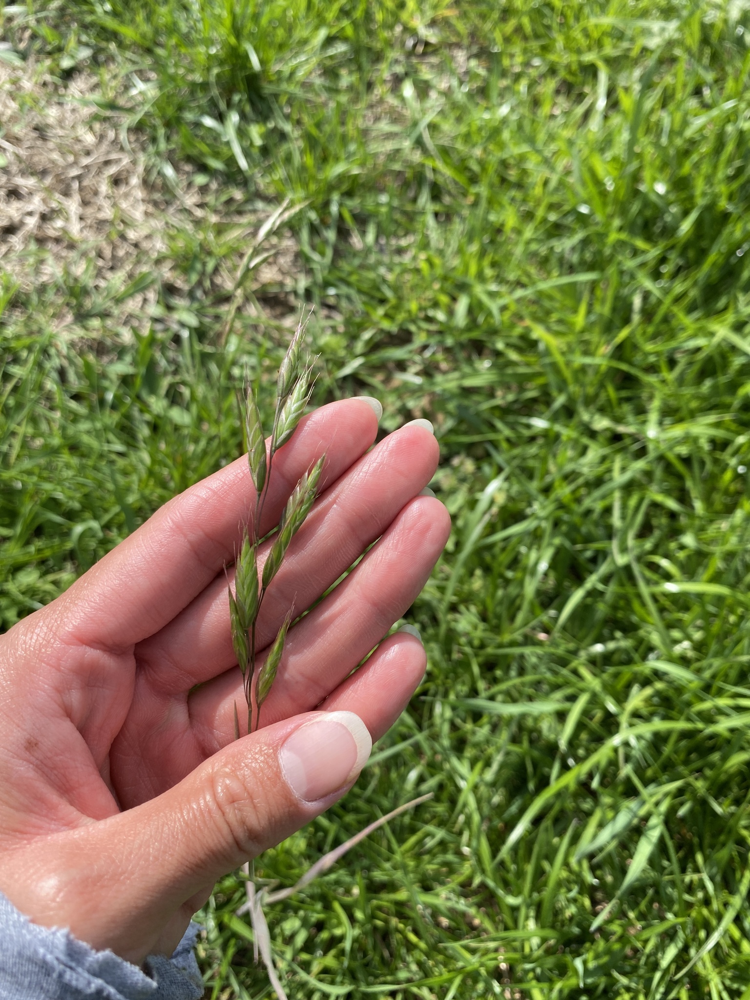 Bromus arvensis L.