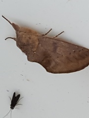 Hemiceratinae