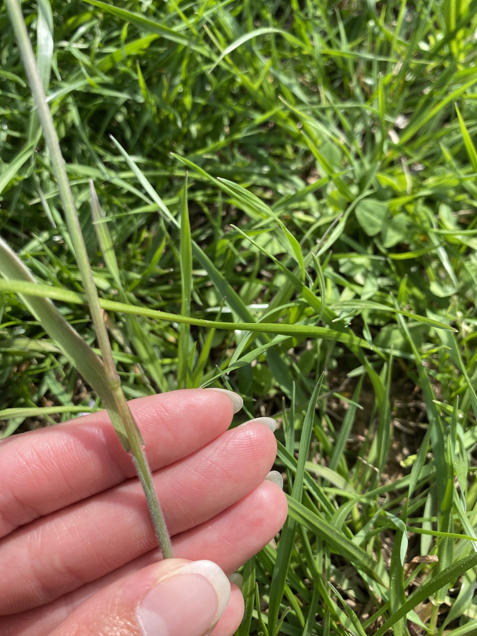 Bromus arvensis L.