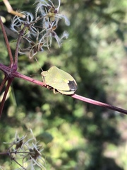 Palomena viridissima