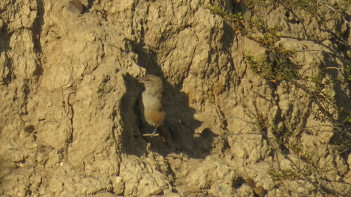 Steinbach's Canastero (Pseudasthenes steinbachi), photo 8