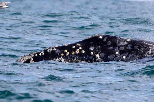 North Pacific Right Whale