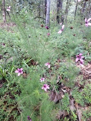 Cosmos carvifolius