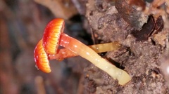 Hygrocybe minutula