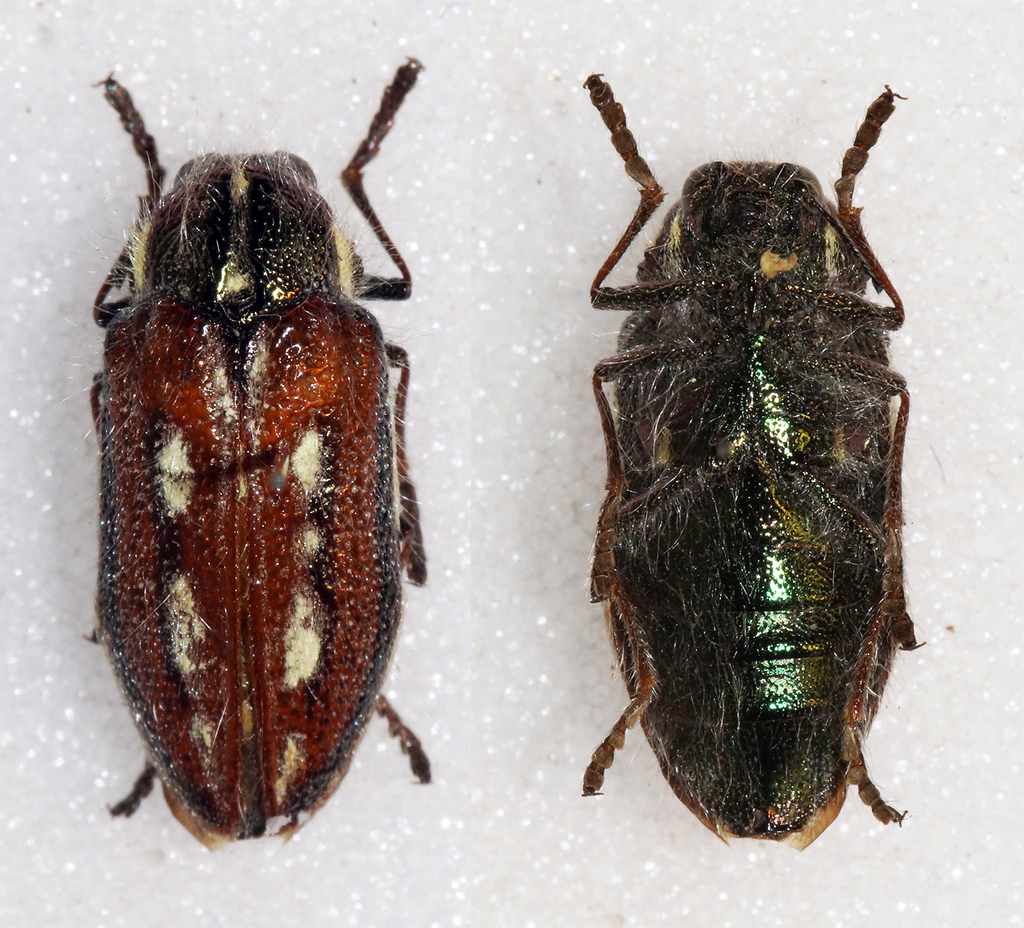 Neojulodis picta