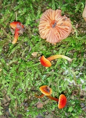 Hygrocybe minutula