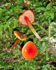 Hygrocybe minutula