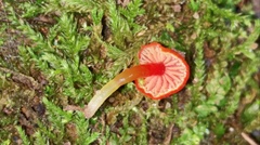 Hygrocybe minutula