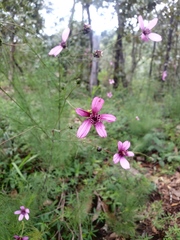 Cosmos carvifolius