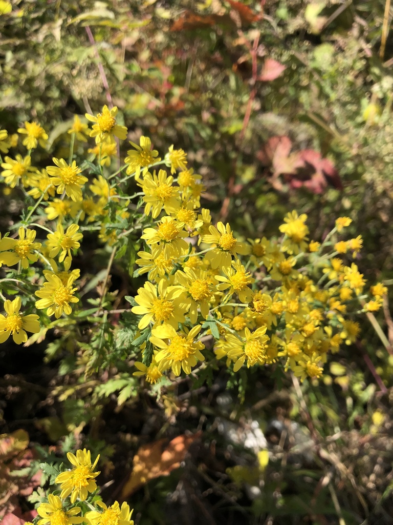 Chrysanthemum lavandulifolium