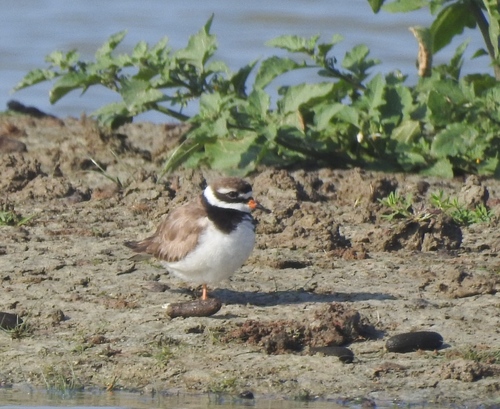 Chorlitejo grande (Charadrius hiaticula)
