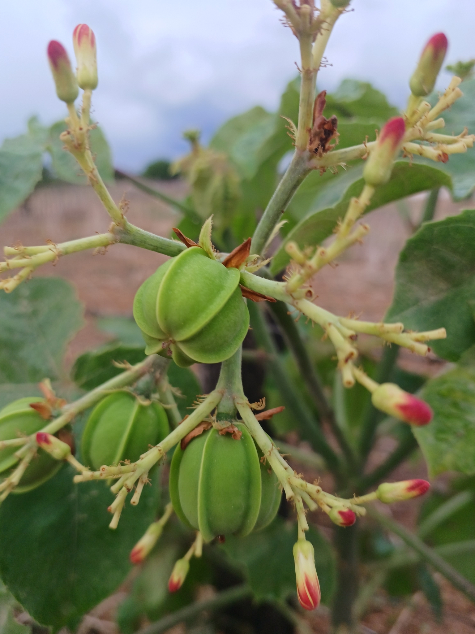 Jatropha mollissima