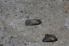Aleptina