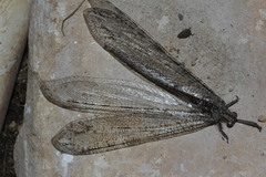 Vella fallax texana