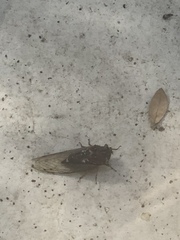 Megatibicen resonans