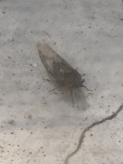 Megatibicen resonans