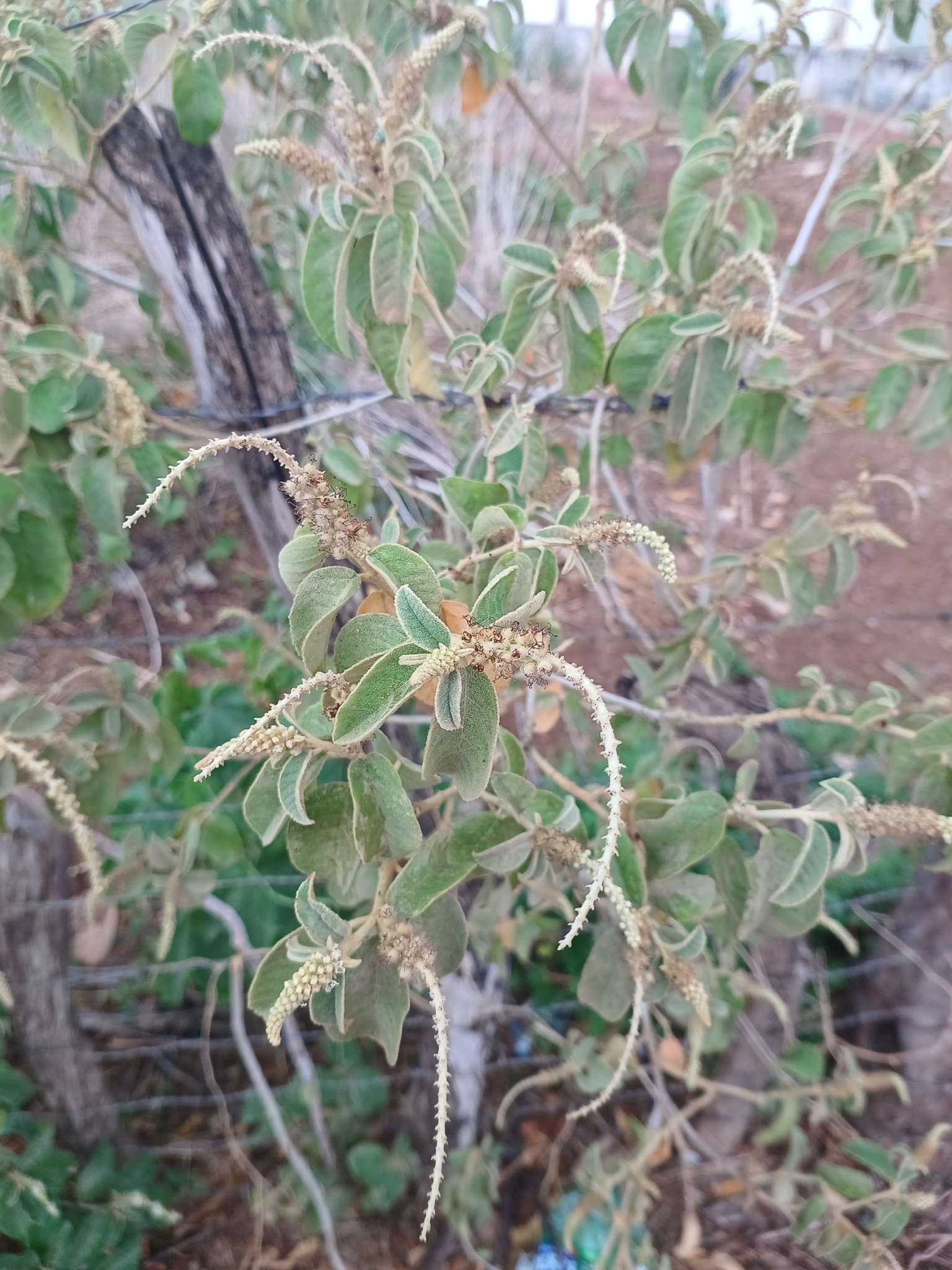 Croton heliotropiifolius