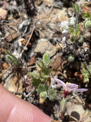 iNaturalist observation photo of Serpentine Leptosiphon
