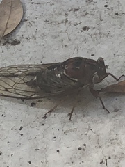 Megatibicen resonans