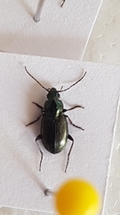 Agonum muelleri