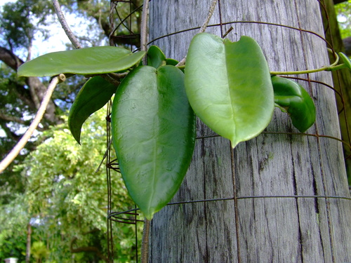 Hoya archboldiana C.Norman