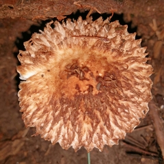 Leucopholiota decorosa image