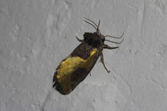 Chalcopasta fulgens