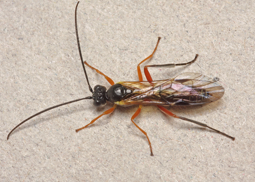 Eridolius gnathoxanthus