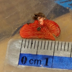 Crepidotus cinnabarinus