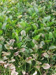 Pontederia crassipes image