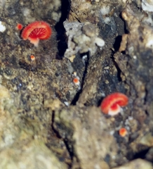 Crepidotus cinnabarinus