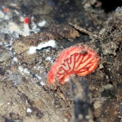 Crepidotus cinnabarinus