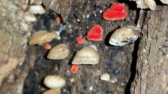 Crepidotus cinnabarinus