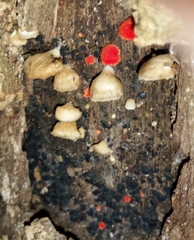 Crepidotus cinnabarinus