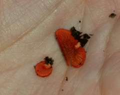 Crepidotus cinnabarinus