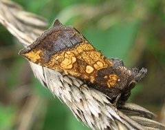 Papaipema cataphracta