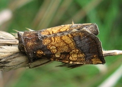 Papaipema cataphracta