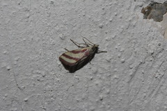 Microtheoris vibicalis