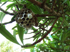 Polistes stigma stigma