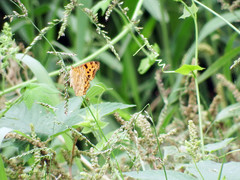 Polygonia c-aureum lunulata