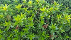 Rhododendron indicum